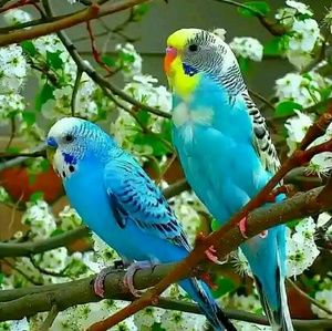 Meet your Posher, Samuel